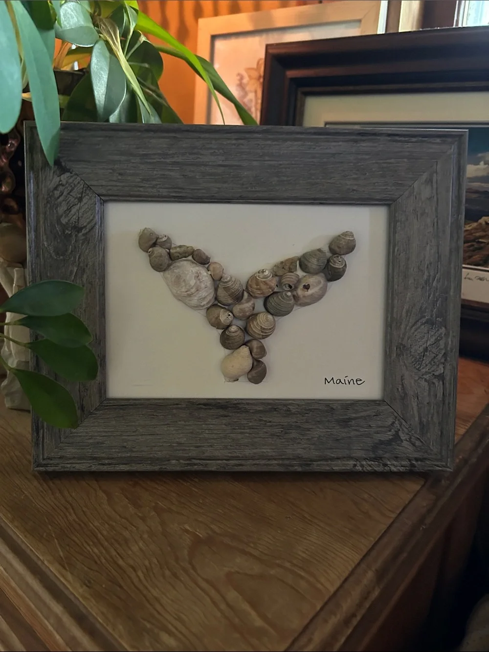 Coastal Maine Seashell Whale Tail Wall Art - Gray Frame
